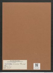 Navicula amica Grun. (de-Toni-Nr.: Genus 1, Species 648) Zeichnungen Sammlung Grunow Mappe 00553 (Herbarium_W_Grunow_drawings_Folder_00553)